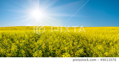 Rapeseed field and sun in blue sky 49011078