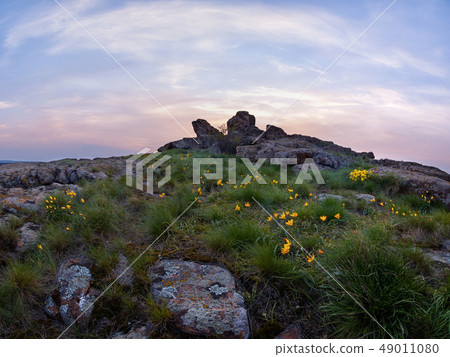 Flower on mountain peak 49011080