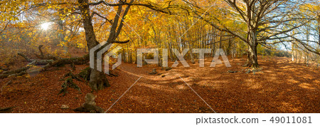 Autumn landscape with a big tree 49011081