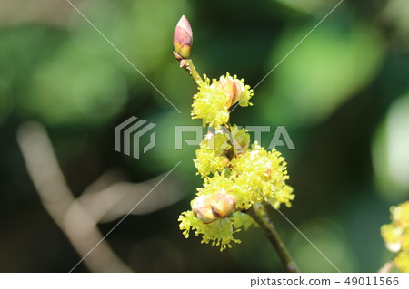 日本山藥花已經開花，也被稱為春金花（Harcoganebana） 49011566