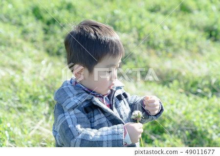 Three-year-old child to confirm fluff of dandelion 49011677
