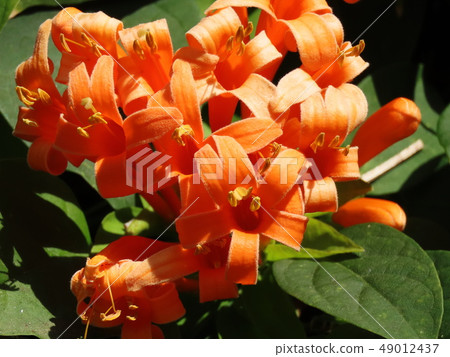 Tecomante Dendrophila Tecomanthe dendrophylla Tecomante Dendrophila Tecomanthe dendrophylla 49012437