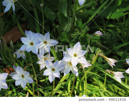 Hananira Spring star 49012438