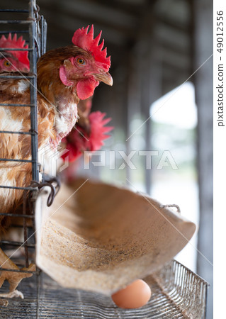 Chicken in the factory, Hens in cages industrial Chicken in the factory, Hens in cages industrial 49012556
