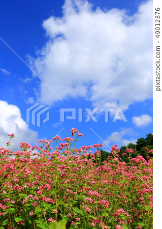 Soba flower Soba flower 49012876