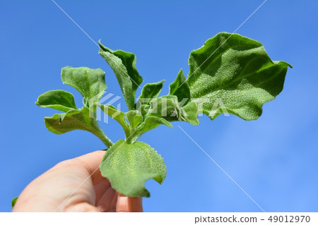 食物紋理,冰廠,菜圖像材料,手,藍天 食物紋理,冰廠,菜圖像材料,手,藍天 49012970