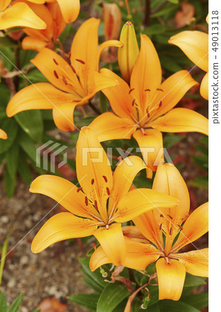 橙色百合 49013118