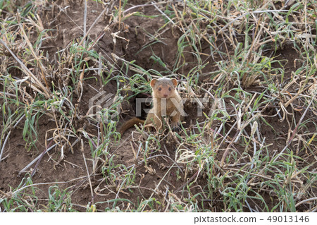Kobitto Mongoose in Tanzania 1 Kobitto Mongoose in Tanzania 1 49013146