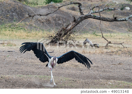 African bald eagle in Tanzania 49013148