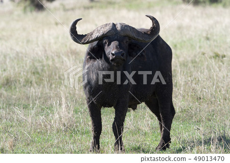 African buffalo in Tanzania African buffalo in Tanzania 49013470