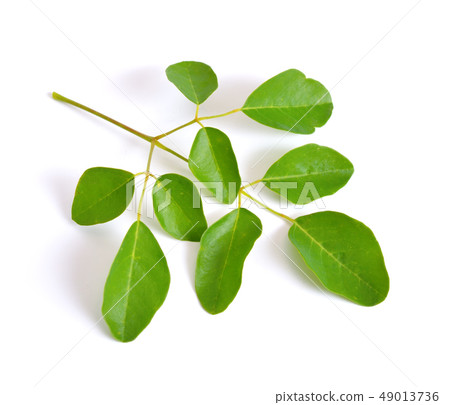 Moringa oleifera leawes. Isolated on white Moringa oleifera leawes. Isolated on white 49013736