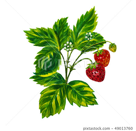 Strawberry fruit painting.Painted with watercolor. Strawberry fruit painting.Painted with watercolor. 49013760