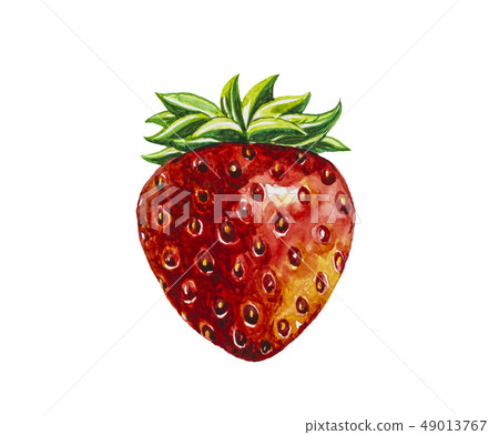 Strawberry fruit painting.Painted with watercolor. Strawberry fruit painting.Painted with watercolor. 49013767