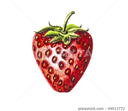 Strawberry fruit painting.Painted with watercolor. Strawberry fruit painting.Painted with watercolor. 49013772
