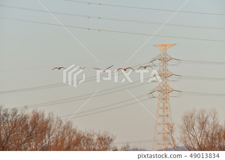 天鵝飄飄 49013834