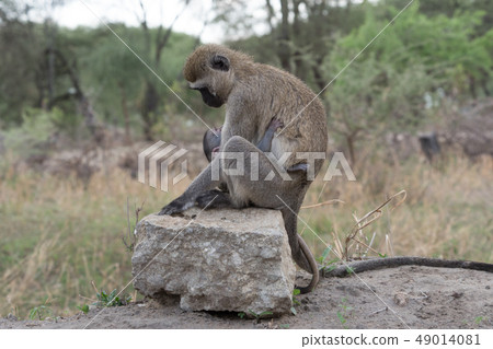 Parenting of a velvet monkey in Tanzania Parenting of a velvet monkey in Tanzania 49014081