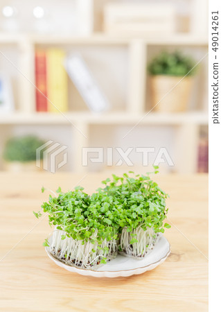 Broccoli sprout sprout broccoli sprouts 49014261