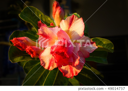 Desert rose flower . Desert rose flower . 49014737