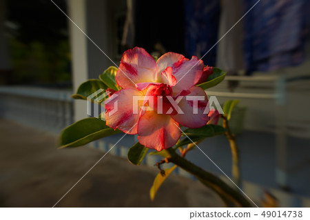 Desert rose flower . 49014738