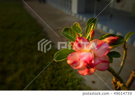 Desert rose flower . Desert rose flower . 49014739