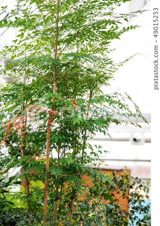 Nanten tree 49015253