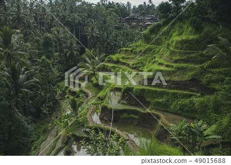 green rice fields in Asia green rice fields in Asia 49015688