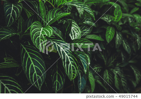 Green leaf background in dark tone 49015744