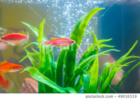 Little red fish with green plant in fish tank or Little red fish with green plant in fish tank or 49016319