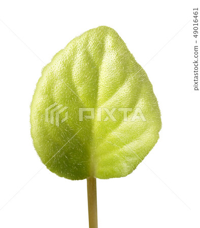 Leaf isolated on white 49016461