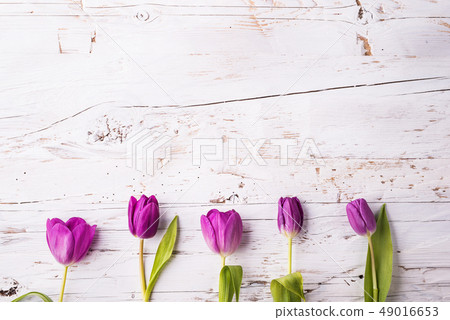 Violet tulip flowers on a white wooden background. Copy space. 49016653