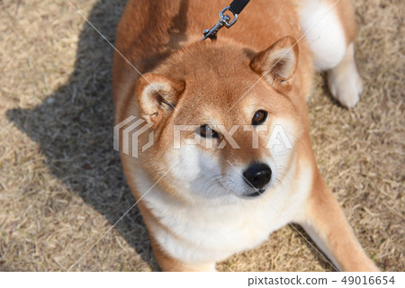 Shiba Inu 49016654