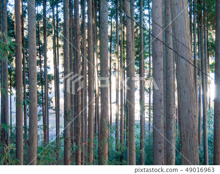 Forest sunshine 49016963