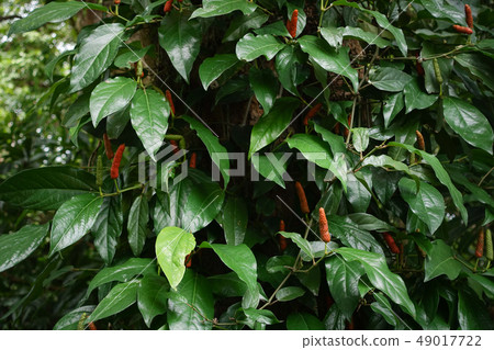 Piper retrofractum Vahl Long Pepper Is a medicinal 49017722