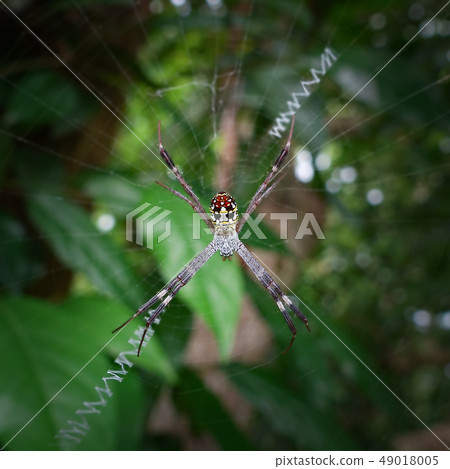 Big spider with long legs 49018005