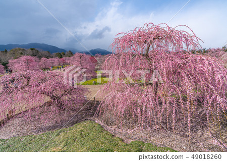 鈴鹿森林花園的垂枝梅 照片素材 圖片 圖庫