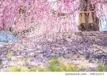 鈴鹿森林花園的垂枝梅 49018351