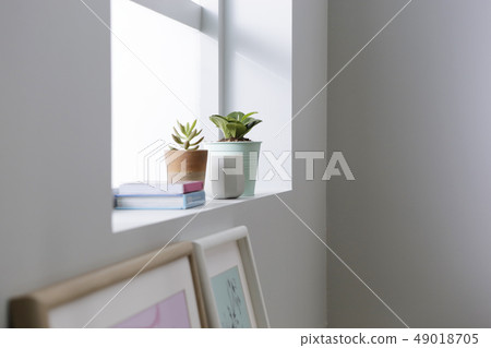 two succulents on the window morning 49018705