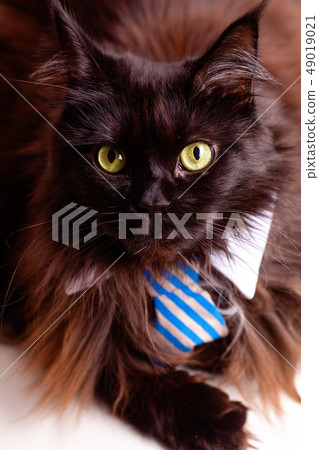 Photo of main coon cat with striped tie 49019021