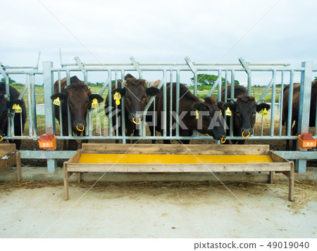 Kuroshima cattle 49019040