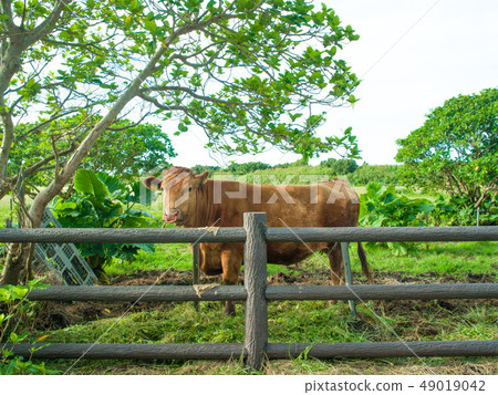 Kuroshima cattle 49019042