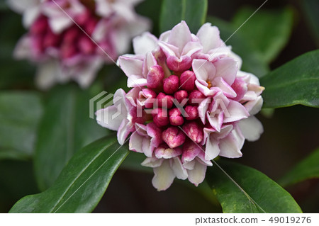 Jingzhou (sinking flower) Jingzhou (sinking flower) 49019276