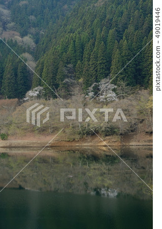 Lake Okutama and cherry blossoms Lake Okutama and cherry blossoms 49019446