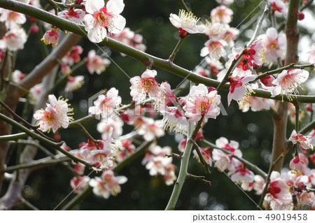Plum blossom _ bustle Plum blossom _ bustle 49019458