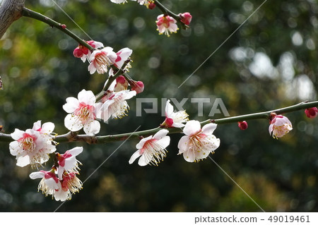 Plum flower _ one wheel Plum flower _ one wheel 49019461