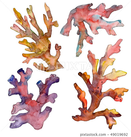 Red and yellow aquatic underwater nature coral reef. Watercolor background set. Isolated coral 49019692