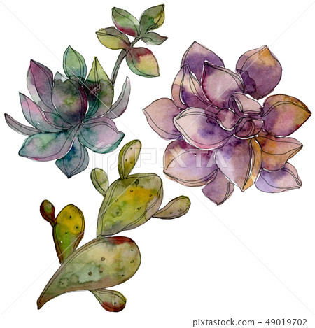 Jungle botanical succulent flower. Watercolor background illustration set. Isolated succulent 49019702