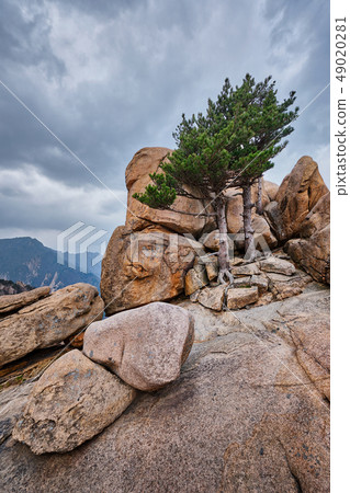 Rock with pine trees in Seoraksan National Park, South Korea Rock with pine trees in Seoraksan National Park, South Korea 49020281