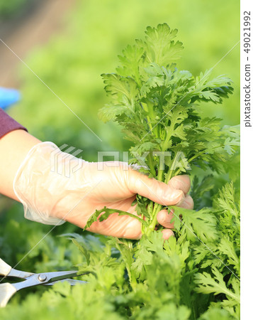 At the chrysanthemum harvest house Bokashi with At the chrysanthemum harvest house Bokashi with 49021992