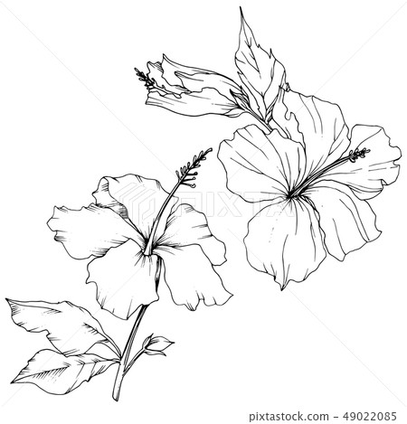 Vector Hibiscus floral botanical flower. Black and white engraved ink art. Isolated hibiscus Vector Hibiscus floral botanical flower. Black and white engraved ink art. Isolated hibiscus 49022085