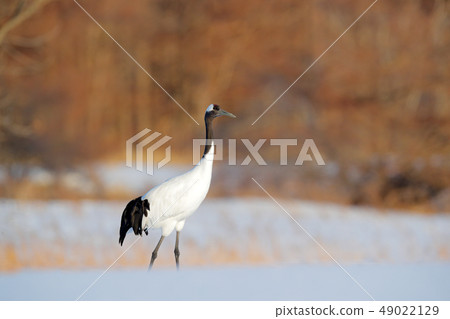 Red-crowned crane on the snowy meadow 49022129